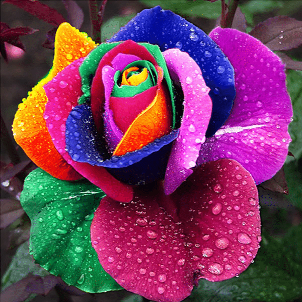 Rare Holland Rainbow Rose Flower Seeds-fridayw