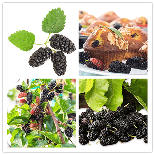 Stratified Mulberry Fruit Seeds