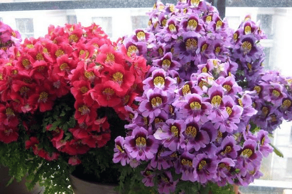 BUTTERFLY FLOWER - ANGEL WINGS MIX