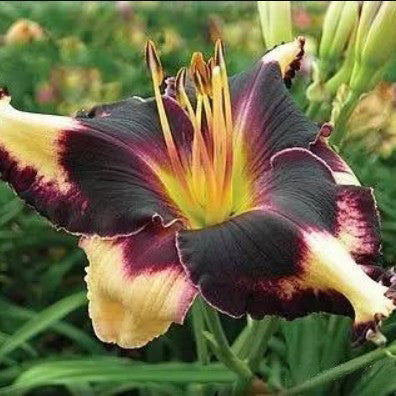 Daylily Hybrid Flowers Seeds, Hemerocallis Hybrid, 20pcs/pack