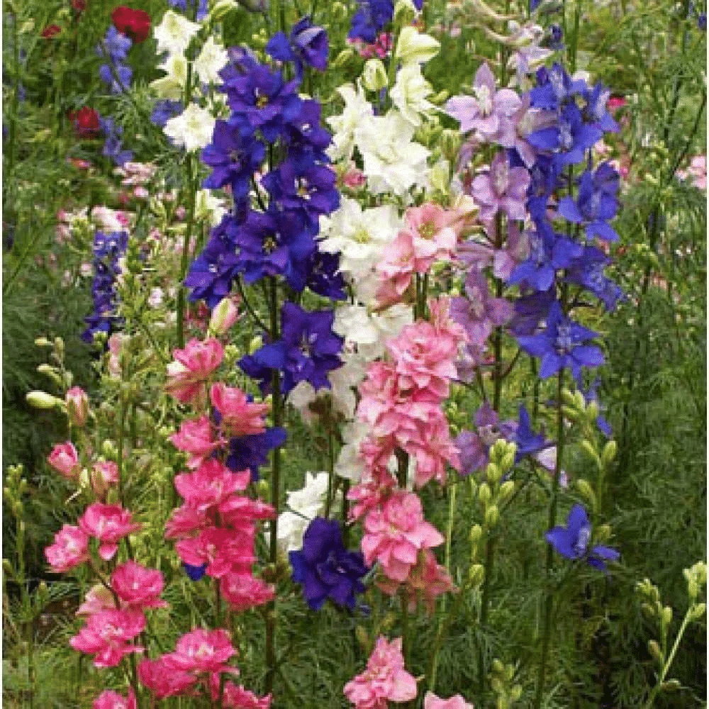 Colorful delphinium
