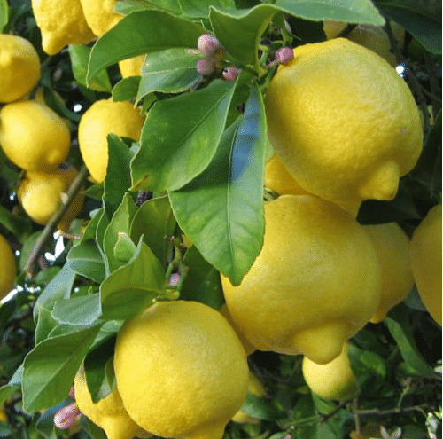 9 PCS VERY RARE LEMON SEEDS