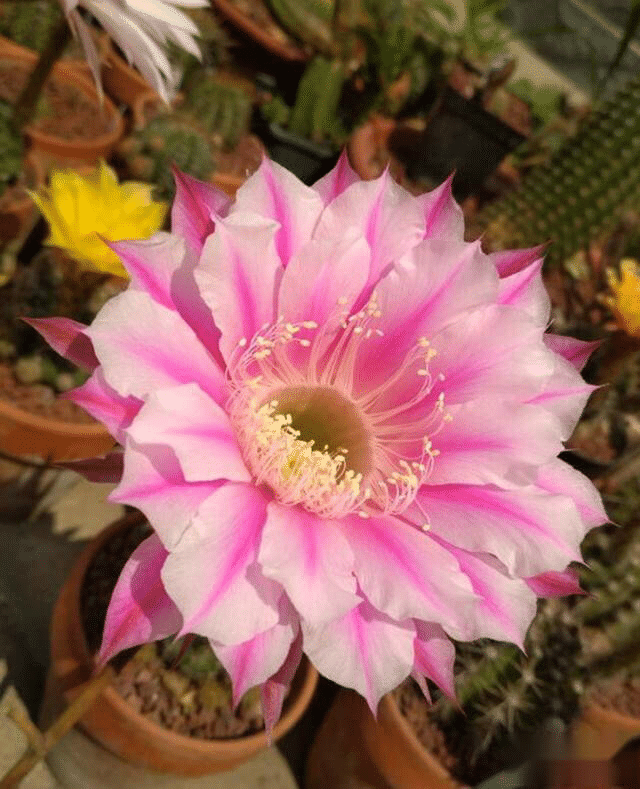 Gymnocalycium Baldianum Flowering Echinopsis Tubiflora Succulent Pot Seeds