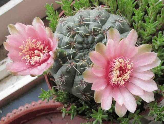 Gymnocalycium Baldianum Flowering Echinopsis Tubiflora Succulent Pot Seeds