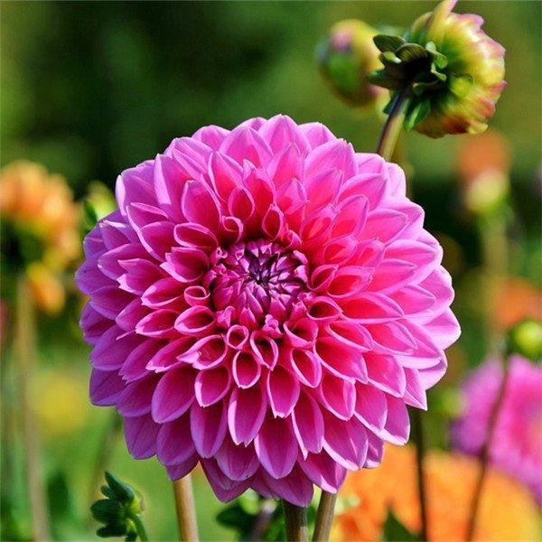 100Pcs Dahlia Bulb Flower Seeds Bonsai Flower Bulbs
