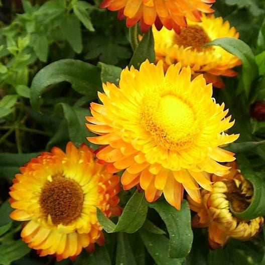 STRAWFLOWER SEEDS - GOLDEN YELLOW 50 SEEDS
