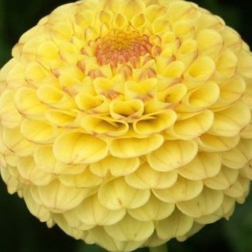 Blue Fireball Dahlia Seeds Heirlooms 15 Color