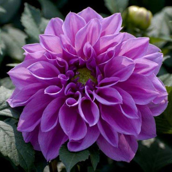 100Pcs Dahlia Bulb Flower Seeds Bonsai Flower Bulbs