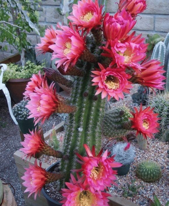 Gymnocalycium Baldianum Flowering Echinopsis Tubiflora Succulent Pot Seeds