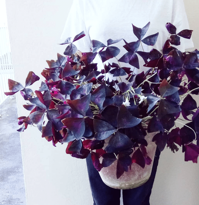 10Pcs Flower Bulbs Sourdough Cuckoo Shamrock sorrel lichen garden