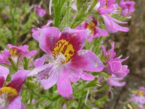 BUTTERFLY FLOWER - ANGEL WINGS MIX