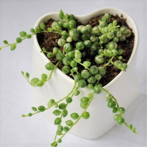 Pearl Chlorophytum Seeds