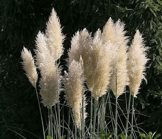 English feather pampas grass seed perennial vanilla pampas grass hardy ornamental grass