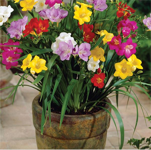 Freesia hybrida Klatt