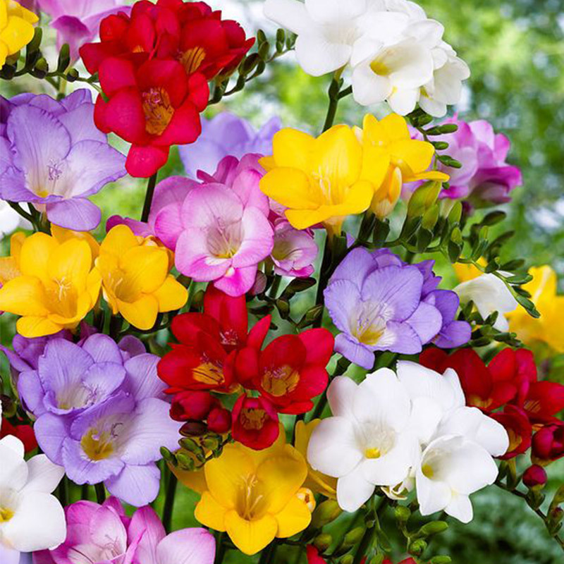 Freesia hybrida Klatt