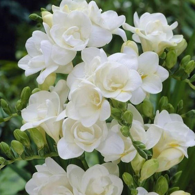Freesia hybrida Klatt