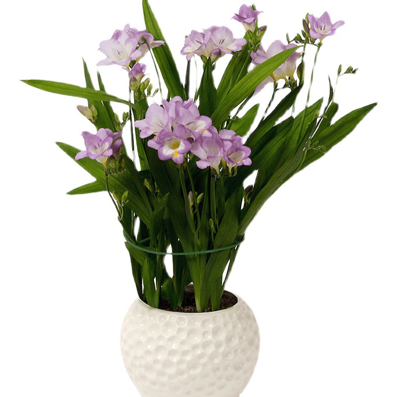 Freesia hybrida Klatt