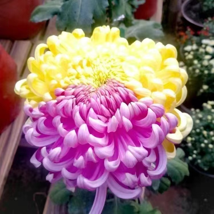 Mixed Spider Mums Flower Seeds-Over 20 Colors