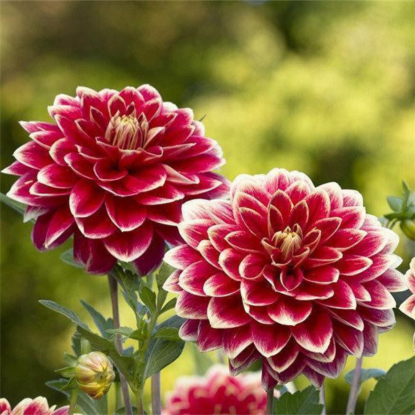 100Pcs Dahlia Bulb Flower Seeds Bonsai Flower Bulbs