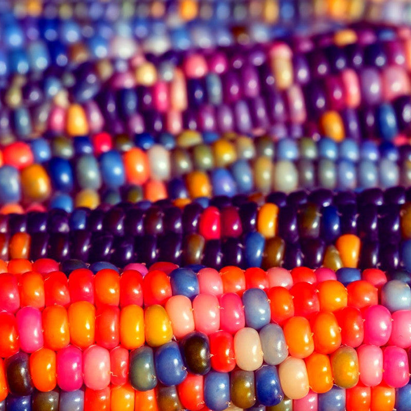 Rainbow Glass Gem Corn Seeds
