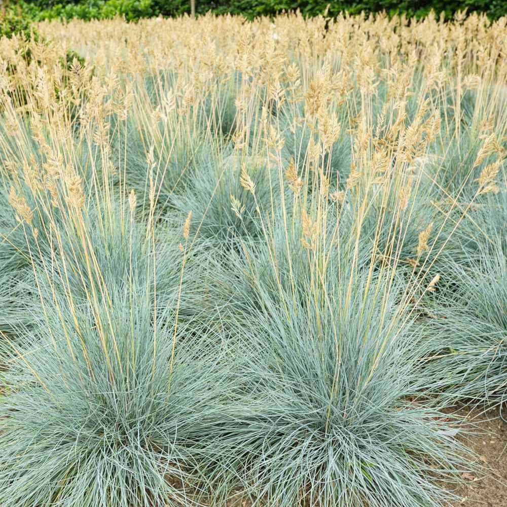 Blue Fescue, Ornamental Grass Seeds
