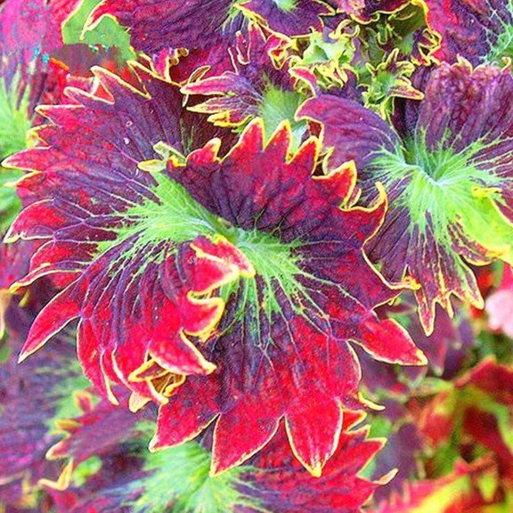 50pcs/Bag Coleus Bonsai Flower Leaf Plants Rainbow Dragon Seeds Garden