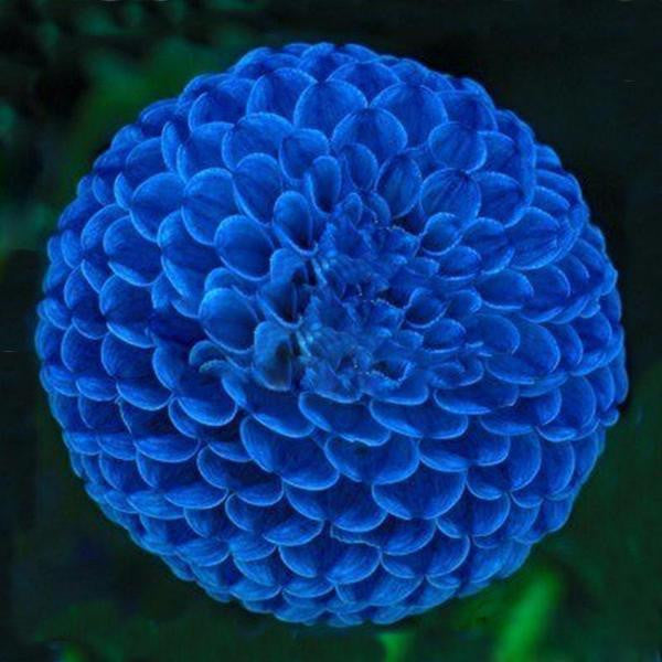 Blue Fireball Dahlia Seeds Heirlooms 15 Color