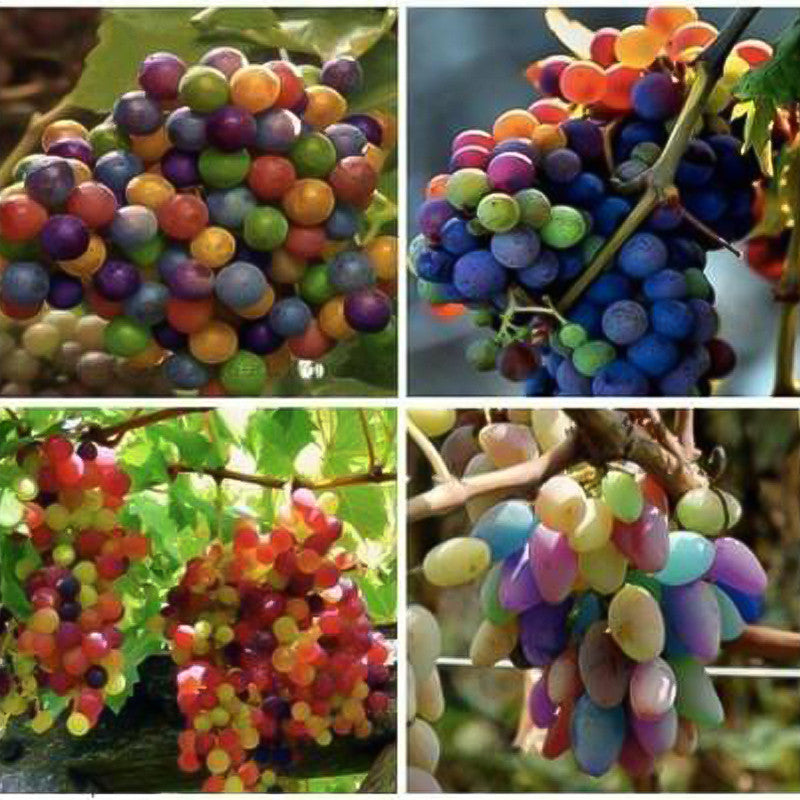 Rare Rainbow Grape Seeds