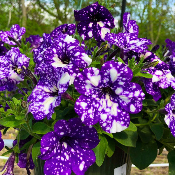 🔥🥰New for Spring🌟Night Sky Petunia