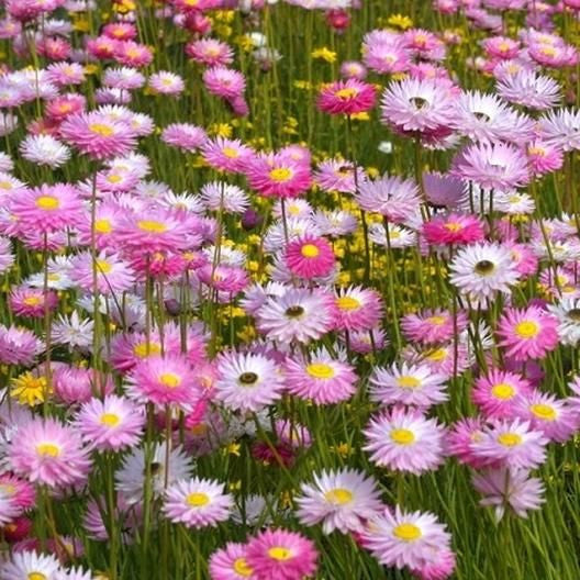DAISY SEEDS (PAPER) - GIANT FLOWERED MIX
