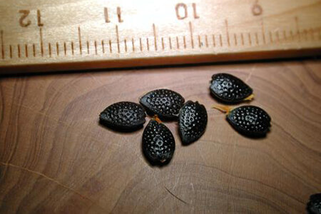 百香果种子什么时候种，用纸巾怎么催芽？ 第2张