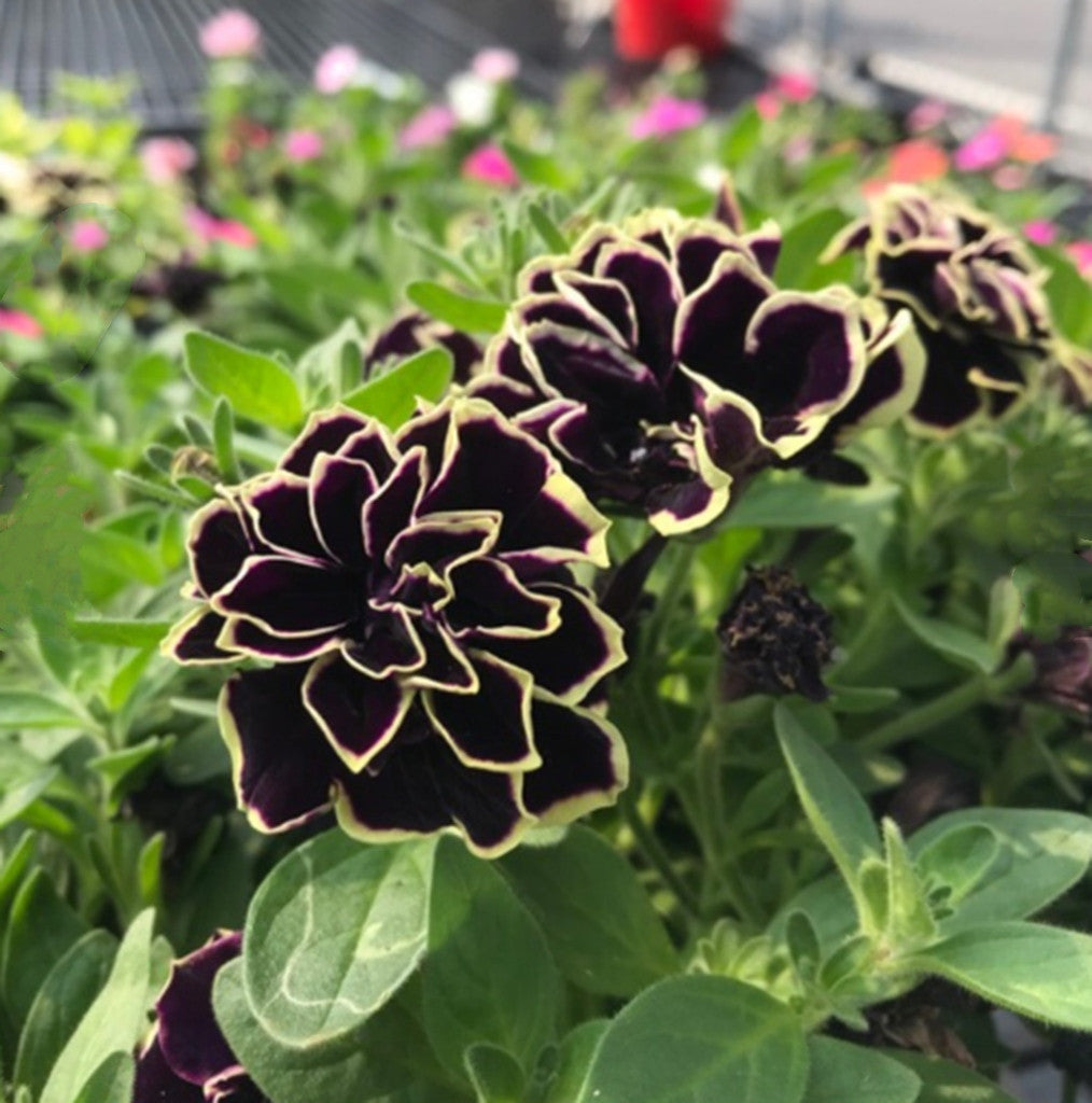 Double Petunia Morning Glory Flower Seeds