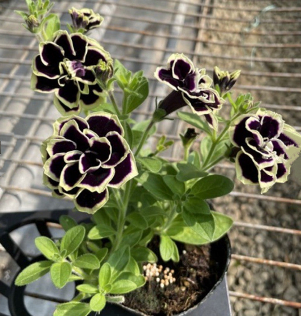 Double Petunia Morning Glory Flower Seeds