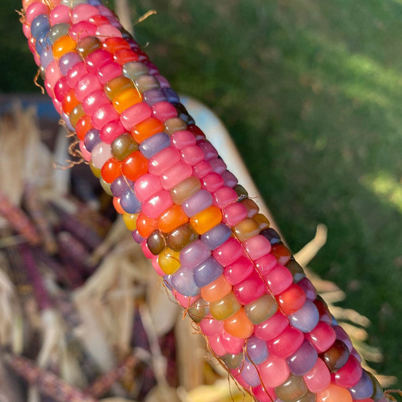 Rainbow Glass Gem Corn Seeds