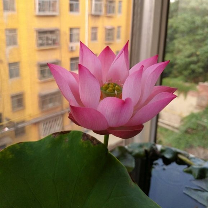 The Sacred Bonsai Lotus Flower