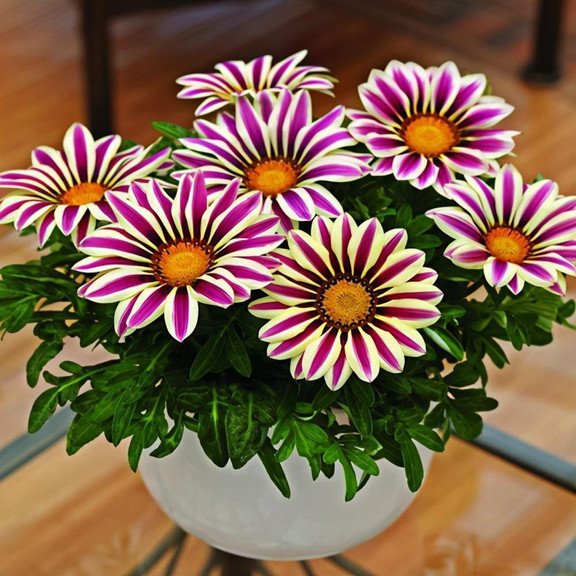 Gazania Seeds – Radiant Blooms for Any Garden!