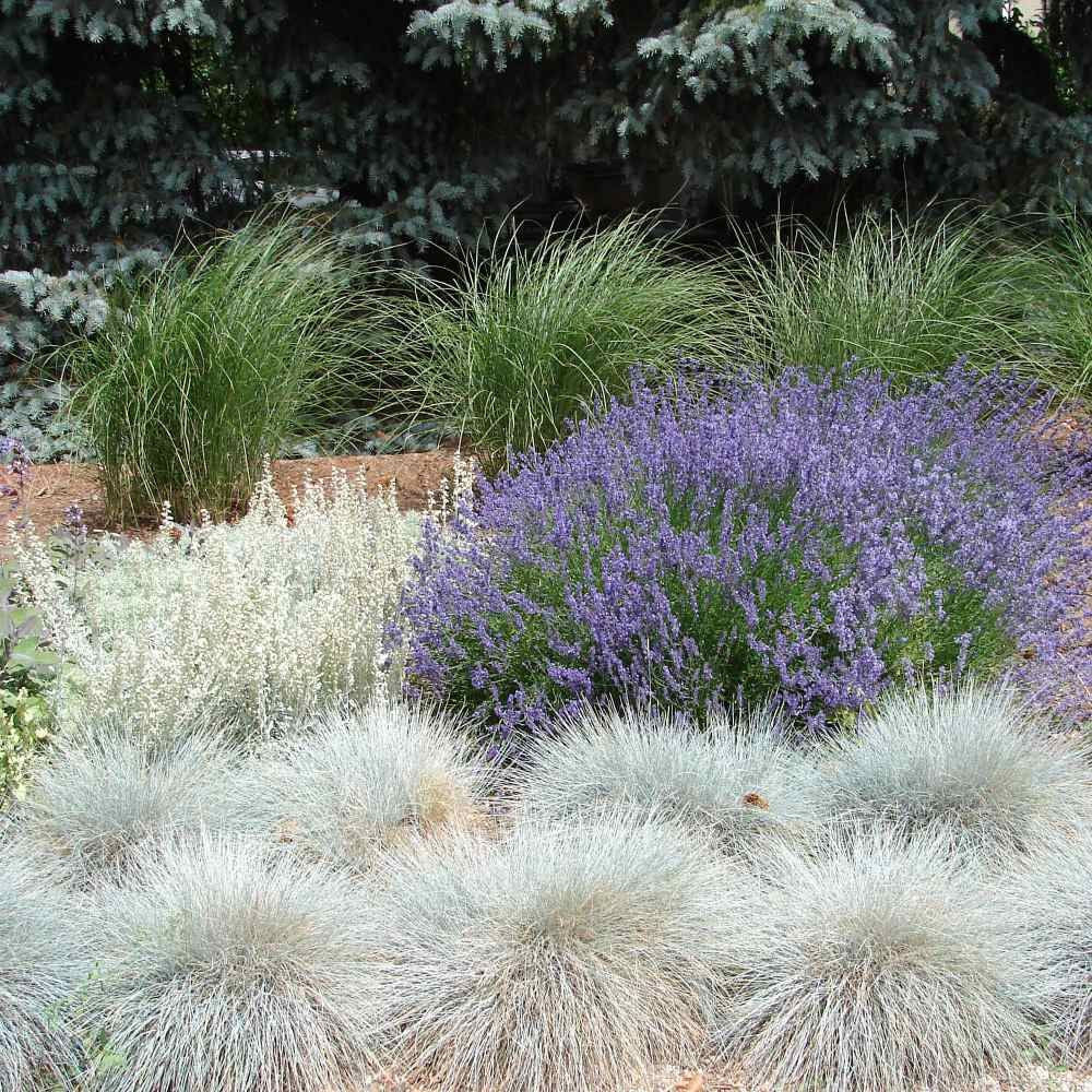 Blue Fescue, Ornamental Grass Seeds