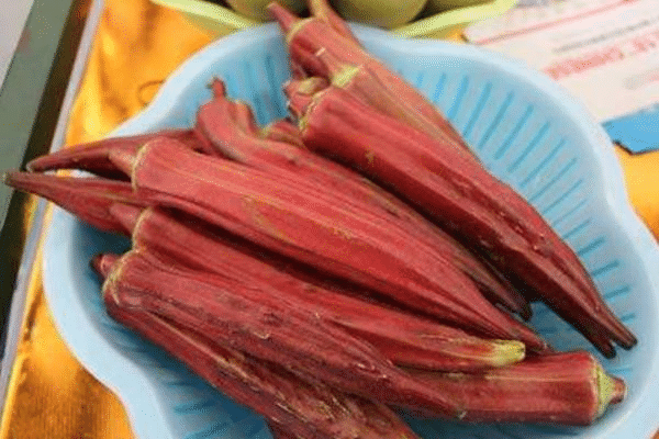 Okra/Red Okra High Yield Vegetable Seeds