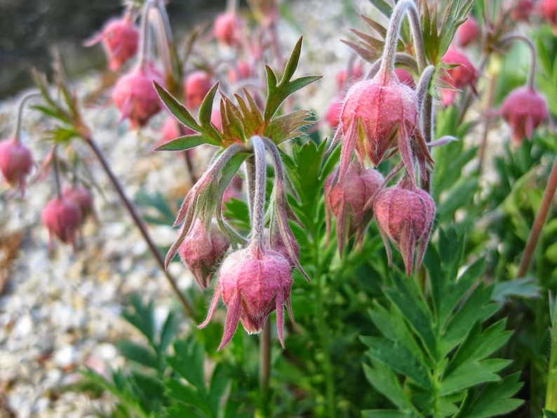 Three Flower Mallow, Prairie Smoke 50 Seeds