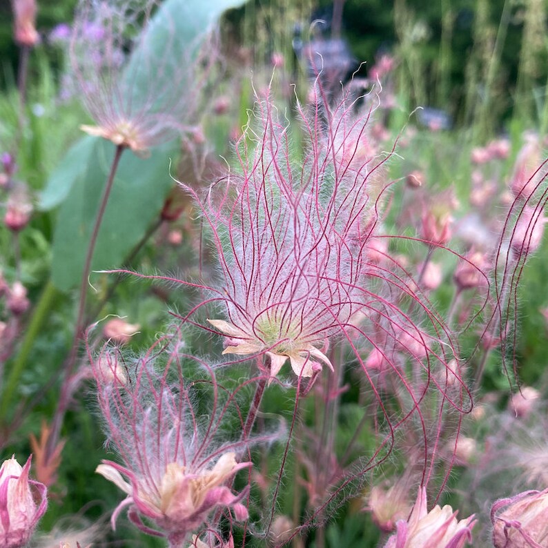Three Flower Mallow, Prairie Smoke 50 Seeds