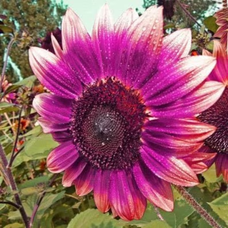 Purple-colored sunflower Beautiful brilliant color sparkles with rare flowers 