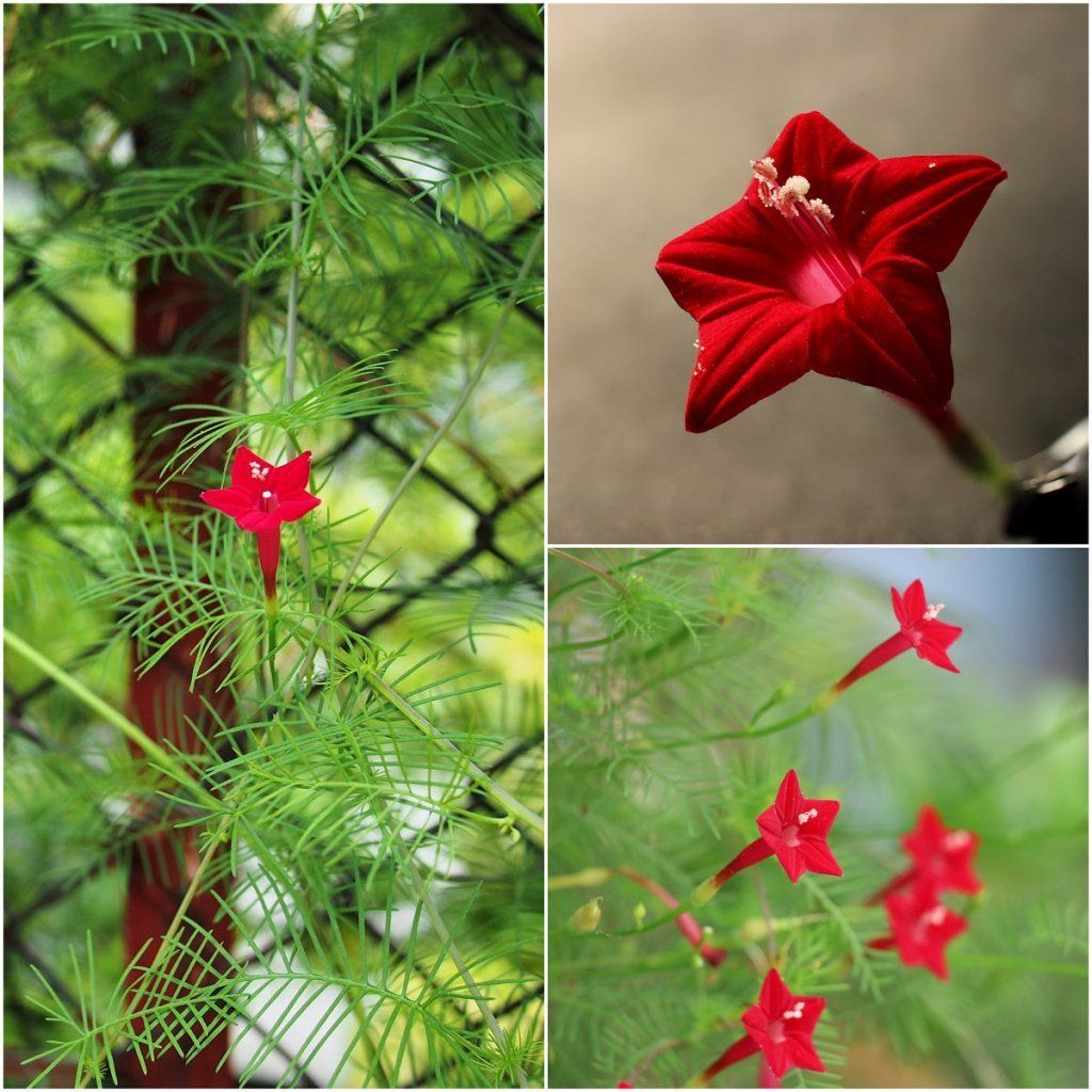 Cardinal Climber Red seeds