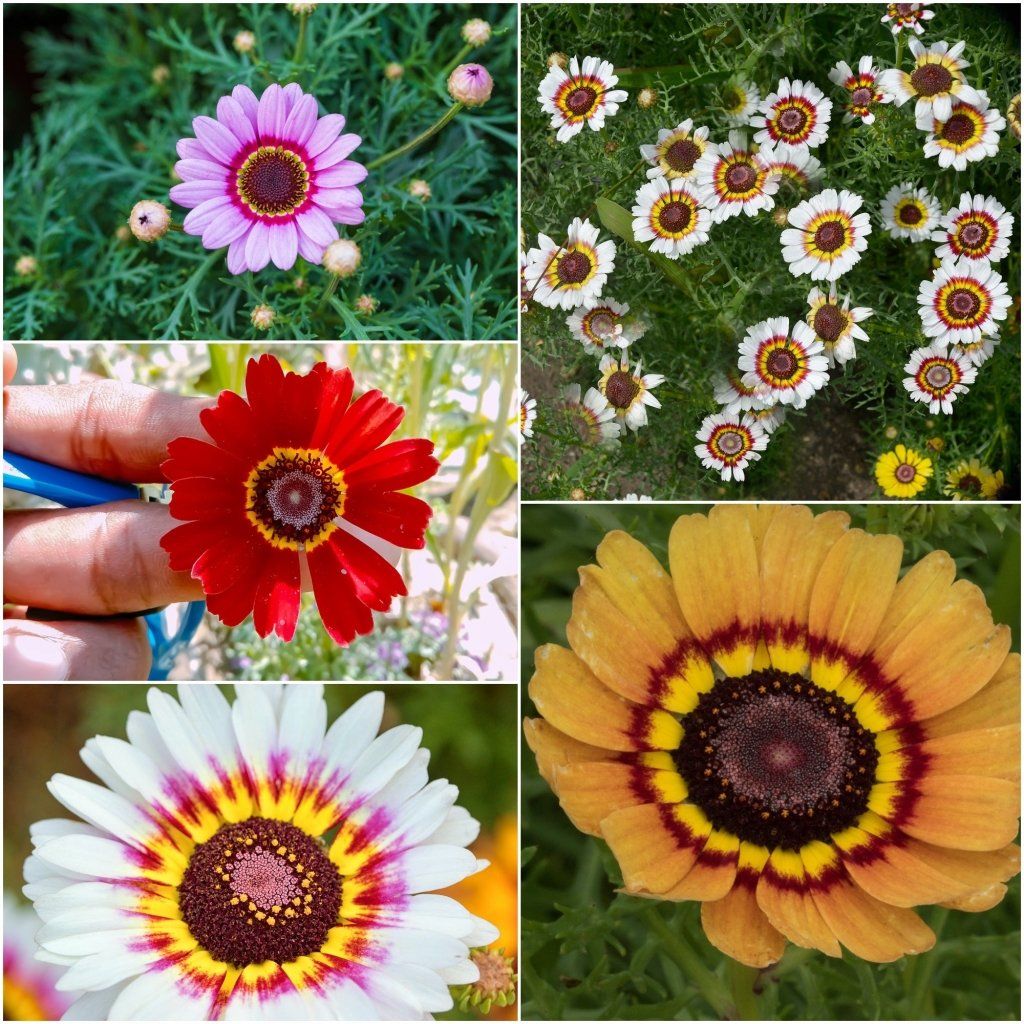 Chrysanthemum Rainbow Single Mixed seeds