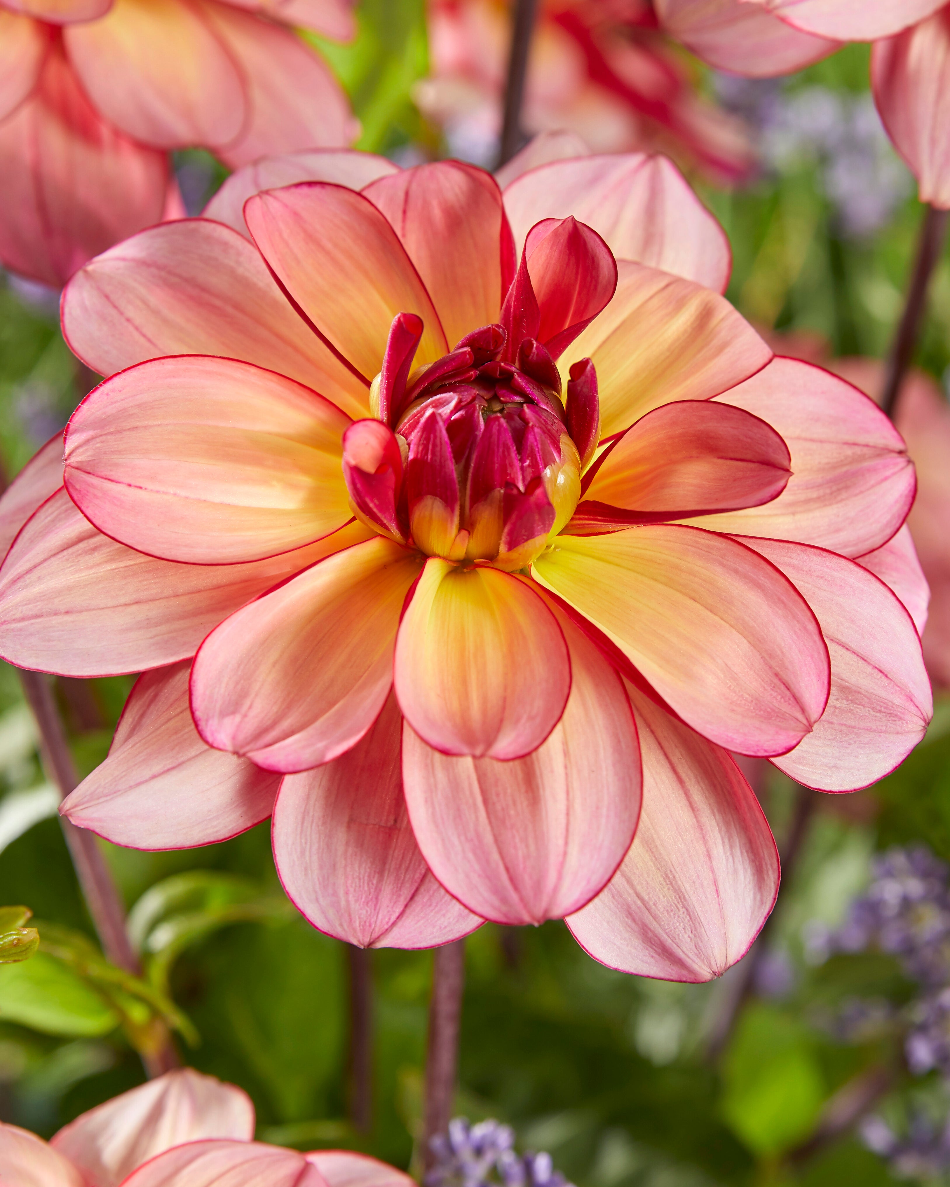 Dahlia 'Rawhide'
