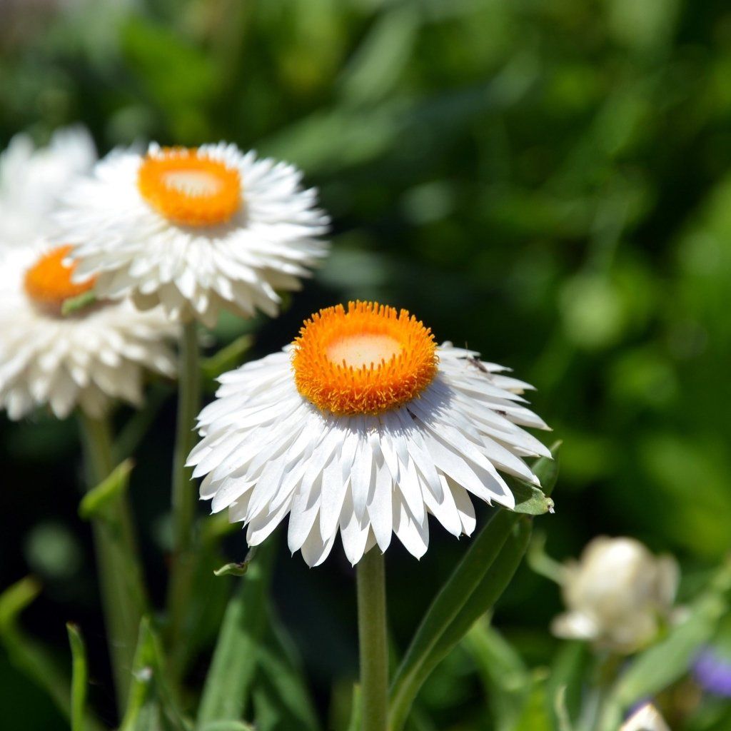 Everlasting Daisy - White seeds