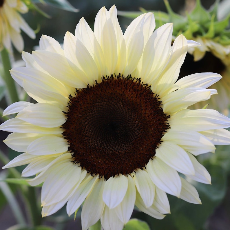 White Nite Sunflower Seeds Rare Sun Flower Seeds
