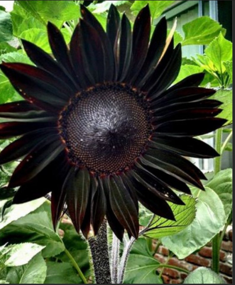 Rare-GIANT Black SUNFLOWER  2,6 0r 10 SEEDS (shipping Discount (Pay shipping only for the first item) Usa Seller
