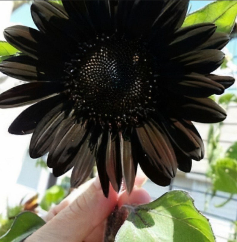 Rare-GIANT Black SUNFLOWER  2,6 0r 10 SEEDS (shipping Discount (Pay shipping only for the first item) Usa Seller
