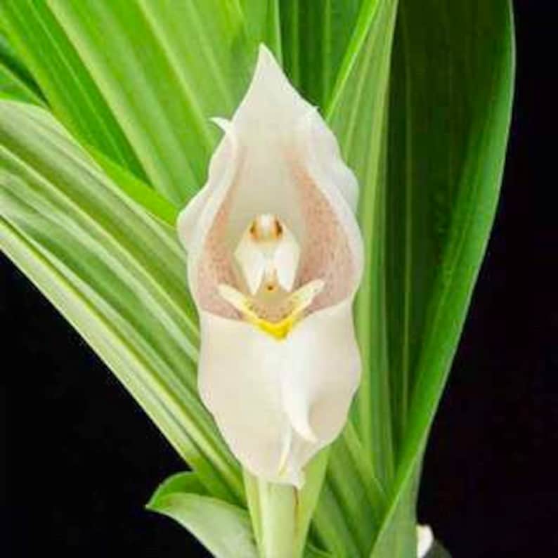 Swaddled Babies Orchid Seeds Anguloa Uniflora Unique Houseplant