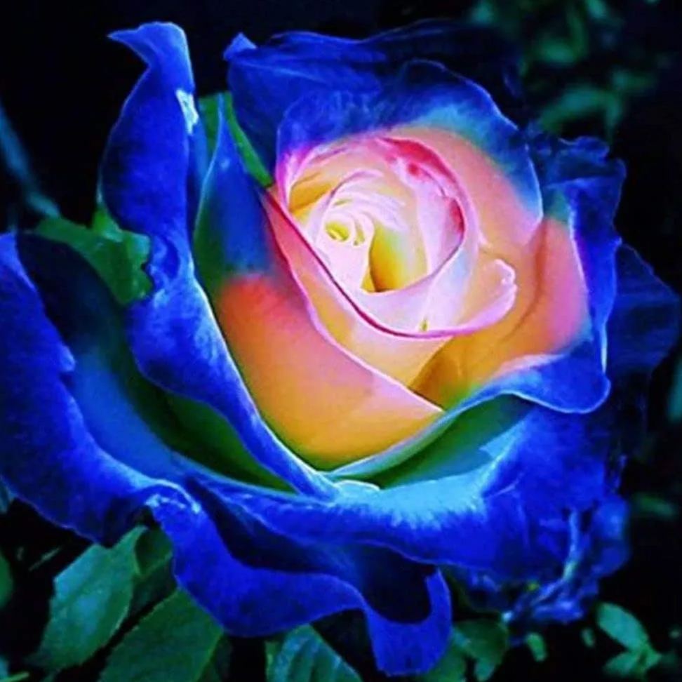 Rare Blue Pink Roses Plant Seeds Balcony Garden Potted Rose Flowers
